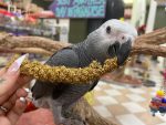 Birds LOVE Millet Tips & Tails for Birds - Parakeets, Cockatiels, Lovebirds, Finches, Budgies, Canaries, Cockatoos - Natural & Healthy Millet for Birds - Parakeet Food & Treats for All Parrots, 1lb - Image 2
