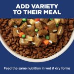 Hill's Science Diet Sensitive Stomach & Skin, Adult 1-6, Stomach & Skin Sensitivity Support, Dry Dog Food, Chicken Recipe, 30 lb Bag - Image 8