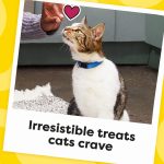 Temptations Classic Crunchy and Soft Cat Treats Tasty Chicken Flavor, 30 oz. Tub - Image 5
