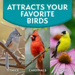 Morning Song Clean & Free Shell Free Wild Bird Food, Premium No Mess Bird Seed for Outside Feeders, 10-Pound Bag - Image 7