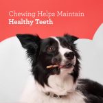DreamBone Twist Sticks, Made With Real Chicken, Rawhide-Free Chews for Dogs, 50 Count - Image 7