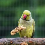 Birds LOVE Millet Tips & Tails for Birds - Parakeets, Cockatiels, Lovebirds, Finches, Budgies, Canaries, Cockatoos - Natural & Healthy Millet for Birds - Parakeet Food & Treats for All Parrots, 1lb - Image 4