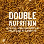 Joyprotyn 5LB Non-GMO Dried Black Soldier Fly Larvae for Chicken – 85X More Calcium Grubs Than Mealworms for Strong Eggshells & Healthy Growth - High Protein for Chickens, Birds, Ducks, Geese & Pets - Image 6